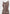 daphne-rib-knit-contrast-midi-dress-brown-cream