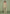 jacquard-bardot-corset-top-sage