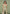 jacquard-bardot-corset-top-sage